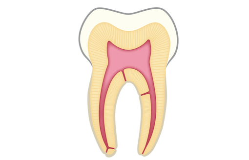 歯の構造と、神経、根管